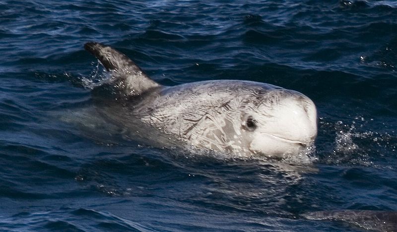 Photograph of a Risso's dolphin.